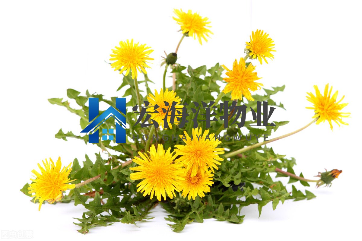 澳宝典资料大全